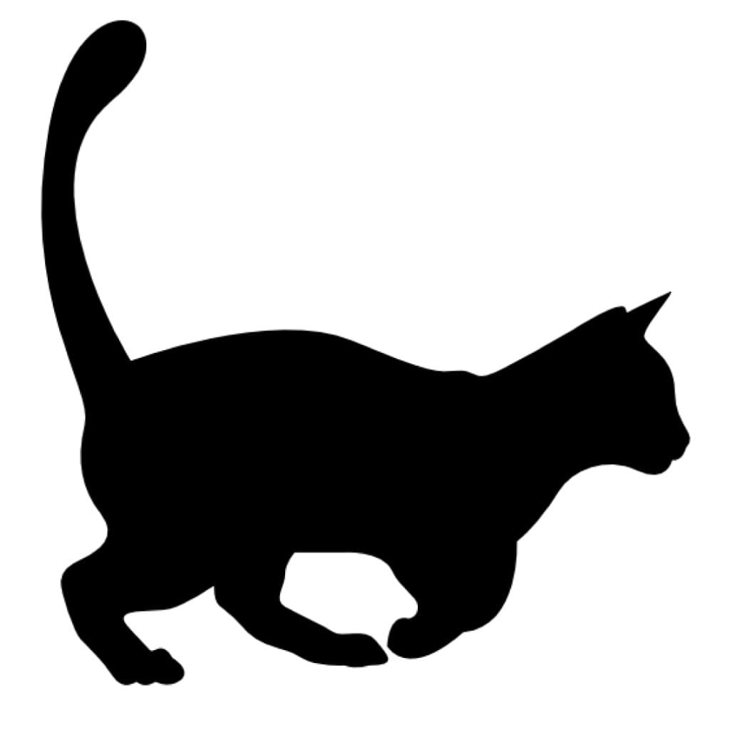 pouncing cat black board